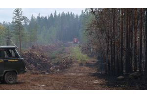 Площадь лесных пожаров в России за сутки уменьшилась на 220 тыс. га