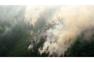 В России за сутки лесные пожары ликвидированы на 31 тыс. га 
