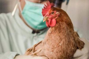 В Польше растет число вспышек птичьего гриппа