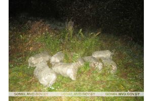 Трое гомельчан попались на краже репчатого лука в фермерском хозяйстве Буда-Кошелевского района 