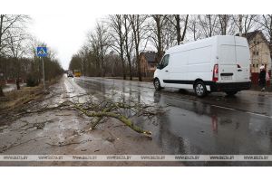 Из-за урагана в Беларуси пострадали 458 населенных пунктов