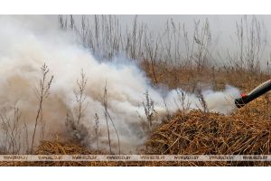 В Гомельской области за сутки потушили 10 пожаров травы и кустарников