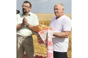В сельхозпредприятии «Калининский» Добрушского района появились двухтысячники