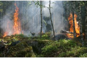 С начала года в лесах Беларуси произошло 1010 пожаров