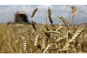 Белорусские аграрии намолотили почти 7,9 млн т зерна
