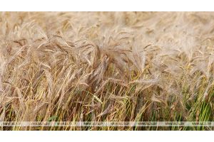 В Беларуси осталось убрать 3,5% зерновых