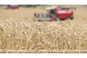 Белорусские аграрии намолотили более 6 млн т зерна