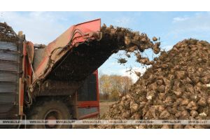 В Беларуси завершили уборку сахарной свеклы
