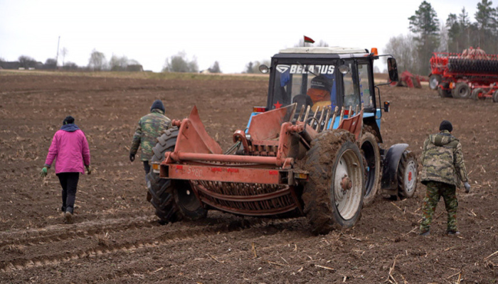 Около 1 тыс. студентов помогают белорусским аграриям на весенней посевной