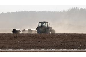 Ранние яровые зерновые и зернобобовые в Беларуси посеяны почти на 23% площадей