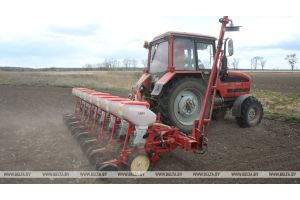Сев кукурузы в Беларуси проведен более чем на 80% площадей