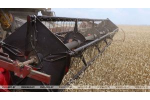 Пшеницу и озимую рожь в Беларуси осталось убрать менее чем с четверти площадей