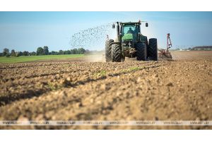 Сев озимых зерновых начался в Беларуси