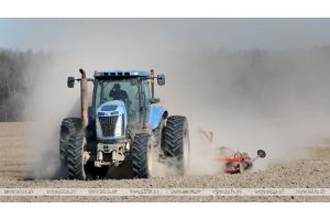 Почти половина озимых зерновых посеяна в Беларуси