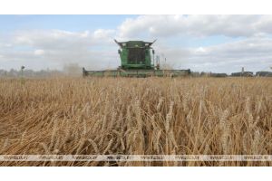 Белорусские аграрии намолотили почти 8 млн т зерна