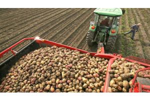 Сельхозорганизации убрали картофель с 92,3% площадей