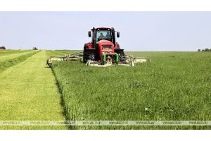 В Беларуси заготовили 11,4% травяных кормов