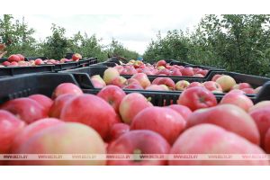 Производство фруктов и ягод в фермерских хозяйствах Беларуси выросло в 13 раз