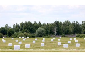 В Беларуси травы первого укоса скошены почти на 60% площадей