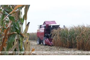 В Беларуси осталось убрать менее 15% площадей кукурузы