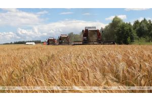 В Беларуси в этом году планируют собрать около 10 млн т зерна