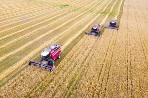 Белорусские сельскохозяйственные компании взяты под контроль правоохранительными органами