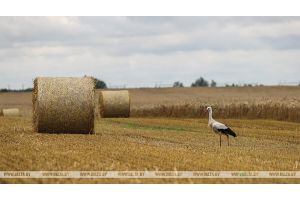 Озимый рапс на зерно в Беларуси убрали с более чем 40% площадей