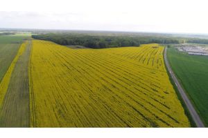 Средняя урожайность озимой сурепицы по Беларуси — 9,20 центнера с гектара