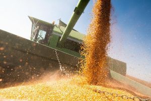 Лучшие показатели на уборке зерновых и зернобобовых в Добрушском районе на 10 августа