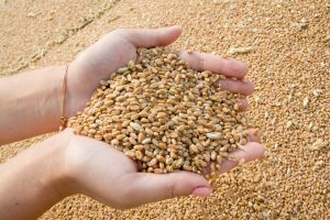 В Беларуси намолочено 3,1 млн т зерна нового урожая