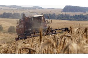 Аграрии Гомельской области убрали более 70% площадей зерновых