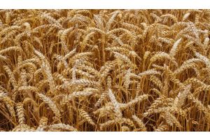 Два района Гомельской области завершили уборку зерновых