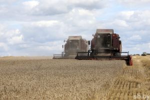 В Беларуси намолочено 6 миллионов тонн зерна