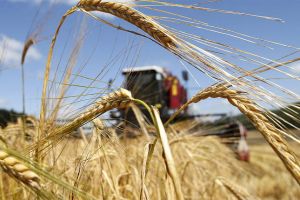 В Беларуси намолочено более 6 млн т зерна