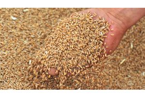 Совмин установил запрет на вывоз некоторых видов зерновых