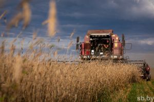 В Беларуси намолотили 8 миллионов тонн зерна