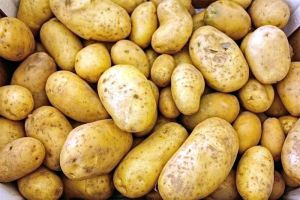 Экспорт картофеля в Беларуси значительно превышает импорт