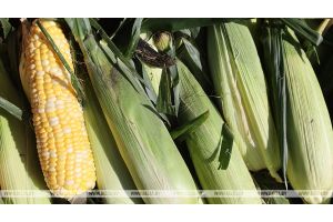 В Беларуси кукурузу на зерно убрали с 16% площадей
