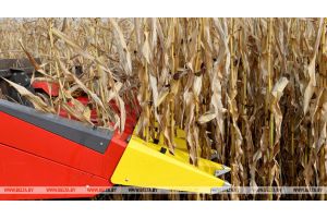 Аграрии Гомельской области убрали кукурузу на зерно с трети площадей