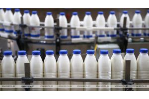 Производство молока в Беларуси за пять лет выросло более чем на 10%