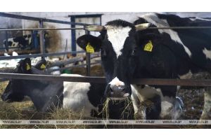 В Беларуси рассчитывают увеличить средний удой молока от коровы до 6 т
