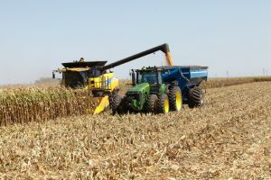 Кукурузу в Беларуси планируют убрать до 7 ноября