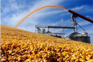 В Беларуси убрано более 95% площадей кукурузы
