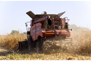 В Беларуси осталось убрать 3,4% площадей кукурузы