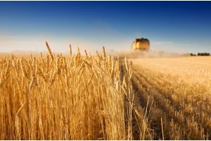 Урожай зерна в Беларуси в этом году составит более 9 млн т