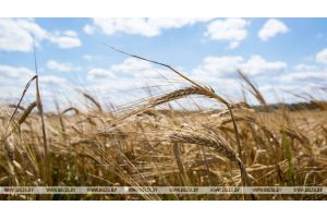 Теплая погода в ближайшее время ускорит развитие сельхозкультур - Белгидромет