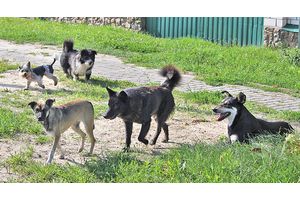 Конфликт соседей в садовом товариществе Добрушского района вылился  в нанесение тяжких телесных повреждений