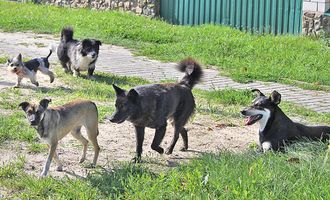 Конфликт соседей в садовом товариществе Добрушского района вылился  в нанесение тяжких телесных повреждений