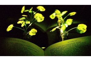 Ученые создали светящиеся растения, которые могут заменить фонари