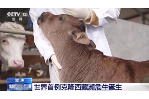 Китайские ученые впервые клонировали тибетских коров